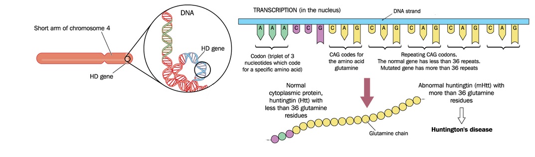 gene-mutation-that-causes-huntington-disease